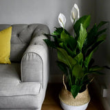 Crinul Pacii Spathiphyllum Sensation, planta de interior cu flori albe elegante si frunze verzi lucioase, purificator natural de aer - 160 cm