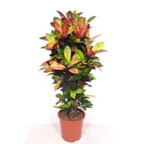 Croton Codiaeum Variegatum Mrs. Iceton, 180 cm, planta de apartament exotica cu frunze rosii portocalii galbene