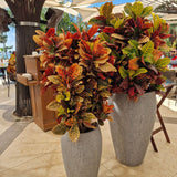 Krotón Codiaeum variegatum 'Petra' – vibráns tarka levelű egzotikus szobanövény, 90 cm