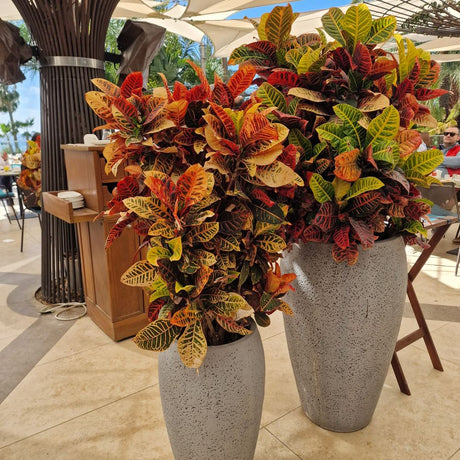 Krotón Codiaeum variegatum 'Petra' – vibráns tarka levelű egzotikus szobanövény, 90 cm