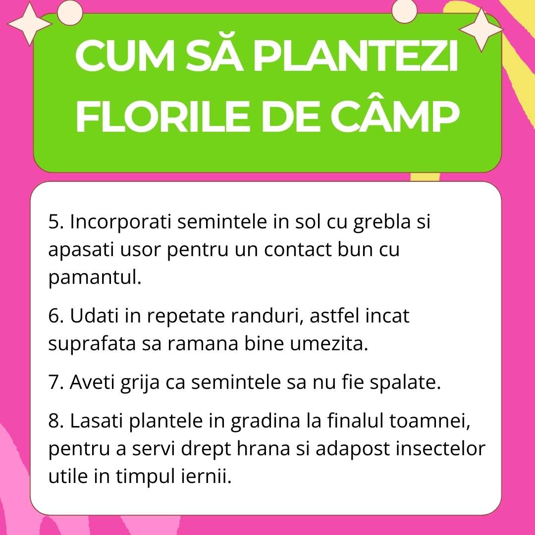 Seminte de Flori de Camp Mix pentru pentru Fluturi, Ingrasamant si Seminte 2-in-1, cu ingrasamant organic inclus, biodiversitate gradina, 260 g pentru 5m², CUXIN DCM