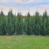 PROMO 4 bucati la 189.9 Lei/bucata, Chiparos Leylandii Stalp de Gheata, gard viu vesnic verde