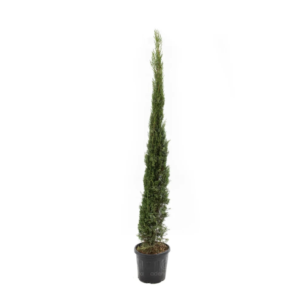 Chiparos Italian (Cupressus sempervirens Pyramidalis), columnar, rezistent, verde intens, crestere rapida