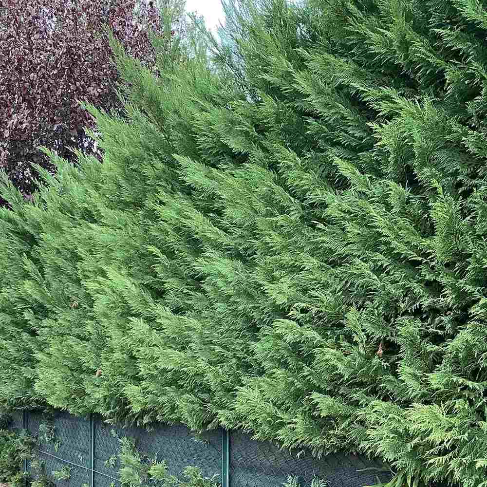 Chiparos Leylandii,  gard viu rapid vesnic verde, crestere rapida, conifer foare rezistent la boli