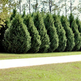Chiparos Leylandii,  gard viu rapid vesnic verde, crestere rapida, conifer foare rezistent la boli