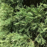 Chiparos Italian (Cupressus sempervirens Pyramidalis), columnar, rezistent, verde intens, crestere rapida