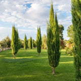 Chiparos Italian (Cupressus sempervirens Pyramidalis), columnar, rezistent, verde intens, crestere rapida