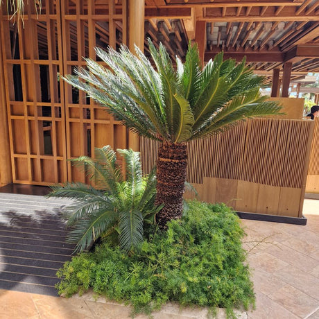 Japán ságópálma Cycas revoluta – egzotikus szobanövény merev zöld levelekkel – 160 cm