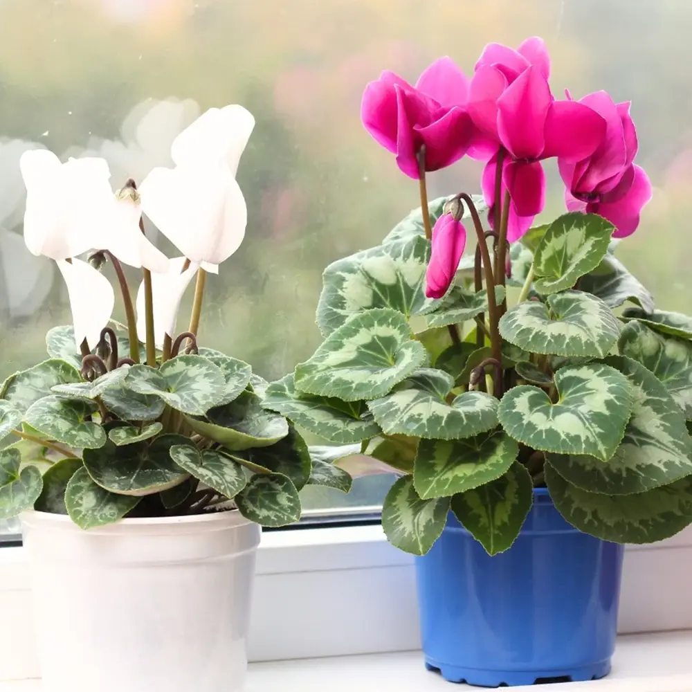Floarea Cyclamen Lovely Moments, planta de interior cu flori delicate bicolor si frunze decorative - 20-/0 cm
