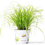 Iarba Matei, Menta Pisicii (Cyperus alternifolius), 30 cm, planta interior, pentru pisici, rezistenta
