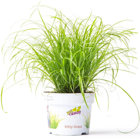 Iarba Matei, Menta Pisicii (Cyperus alternifolius), 30 cm, planta interior, pentru pisici, rezistenta