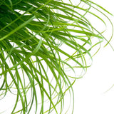 Iarba Matei, Menta Pisicii (Cyperus alternifolius), 30 cm, planta interior, pentru pisici, rezistenta