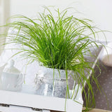 Iarba Matei, Menta Pisicii (Cyperus alternifolius), 30 cm, planta interior, pentru pisici, rezistenta