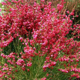 Rekettye (Cytisus) 'Boskoop Ruby' – rubinvörös virágözönnel pompázó szárazságtűrő díszcserje