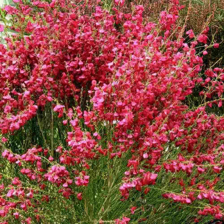Rekettye (Cytisus) 'Boskoop Ruby' – rubinvörös virágözönnel pompázó szárazságtűrő díszcserje