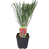 Rekettye (Cytisus) 'Boskoop Ruby' – rubinvörös virágözönnel pompázó szárazságtűrő díszcserje