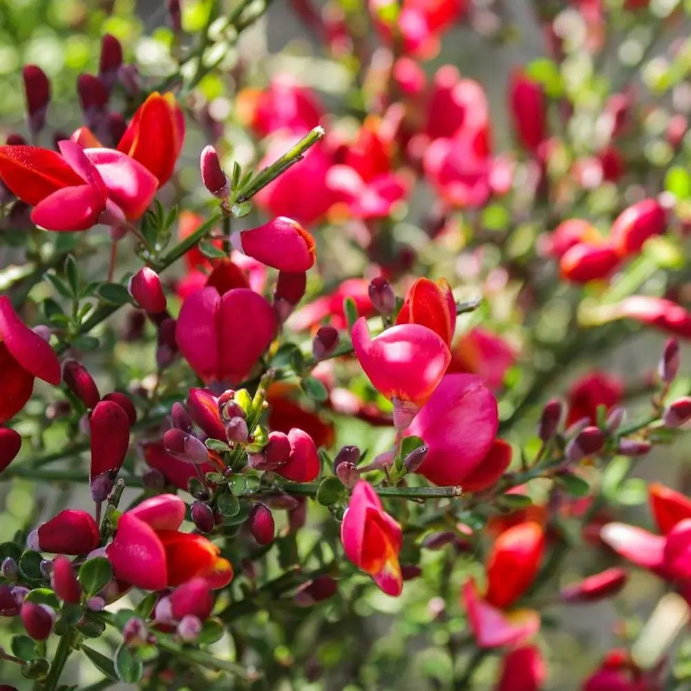 Rekettye (Cytisus) 'Boskoop Ruby' – rubinvörös virágözönnel pompázó szárazságtűrő díszcserje