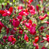 Rekettye (Cytisus) 'Boskoop Ruby' – rubinvörös virágözönnel pompázó szárazságtűrő díszcserje