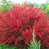 Rekettye (Cytisus) 'Boskoop Ruby' – rubinvörös virágözönnel pompázó szárazságtűrő díszcserje