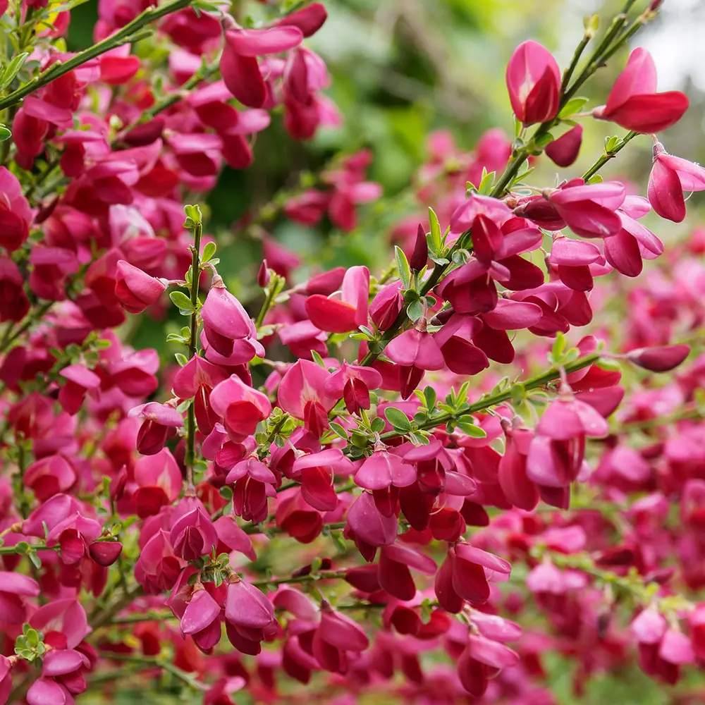 Rekettye (Cytisus) 'Boskoop Ruby' – rubinvörös virágözönnel pompázó szárazságtűrő díszcserje