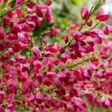 Rekettye (Cytisus) 'Boskoop Ruby' – rubinvörös virágözönnel pompázó szárazságtűrő díszcserje