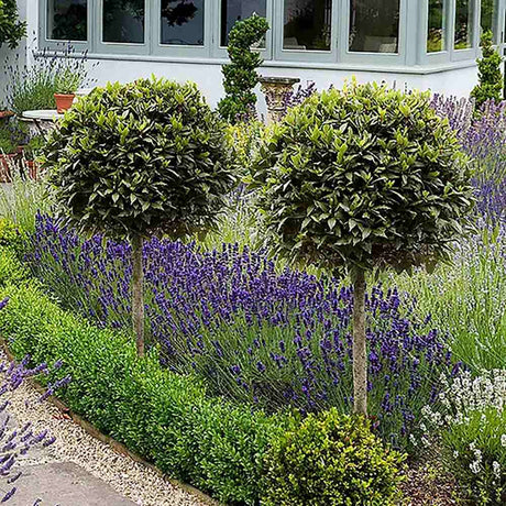 Dafin Comistibil, Laurus nobilis, copacel de dafin cu coroana sferica, frunze aromate si decor elegant