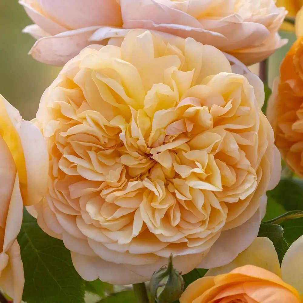 Trandafir englezesc David Austin Bring Me Sunshine, flori galben auriu, parfum intens, inflorire continua, tufis de gradina pentru borduri si ghivece