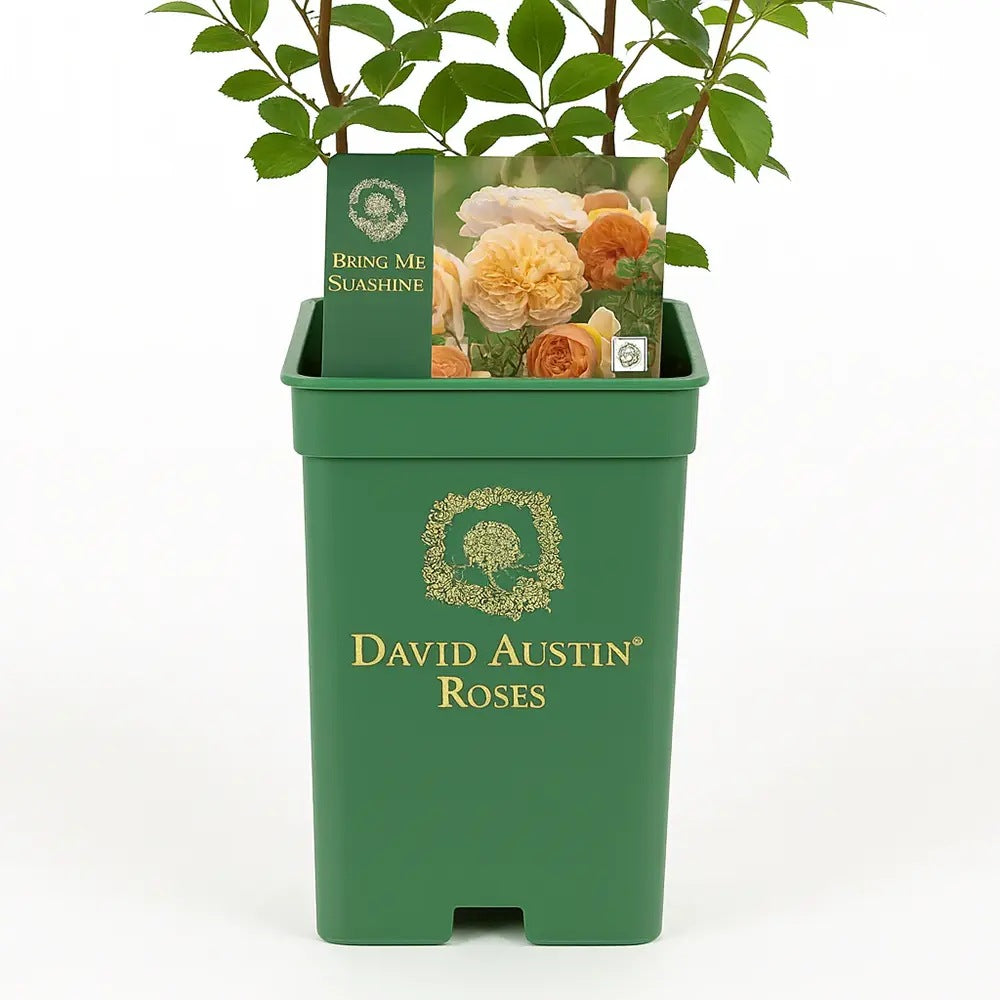 Trandafir englezesc David Austin Bring Me Sunshine, flori galben auriu, parfum intens, inflorire continua, tufis de gradina pentru borduri si ghivece