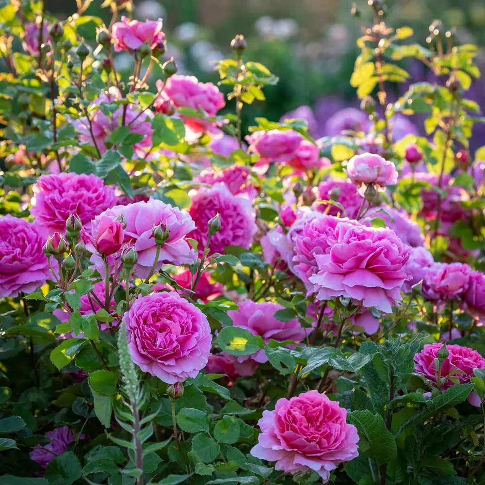 Trandafir englezesc David Austin Princess Alexandra of Kent, flori roz intens, parfum puternic, inflorire continua, tufis compact pentru gradina si ghiveci