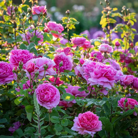 Trandafir englezesc David Austin Princess Alexandra of Kent, flori roz intens, parfum puternic, inflorire continua, tufis compact pentru gradina si ghiveci