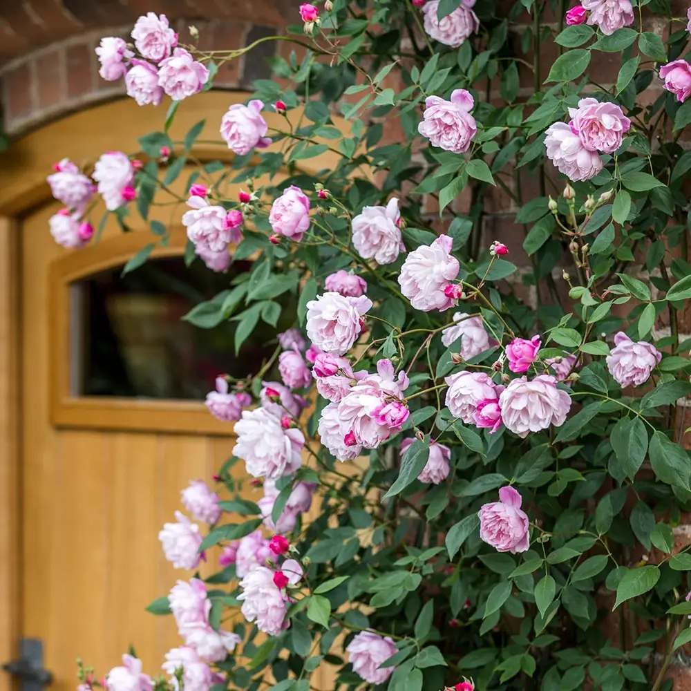 Trandafir englezesc catarator David Austin Mary Delany, flori roz cald, parfum intens, inflorire continua, pentru pergole, arcade, garduri vii