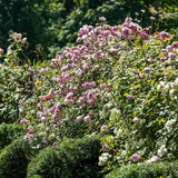 Trandafir englezesc catarator David Austin Mary Delany, flori roz cald, parfum intens, inflorire continua, pentru pergole, arcade, garduri vii