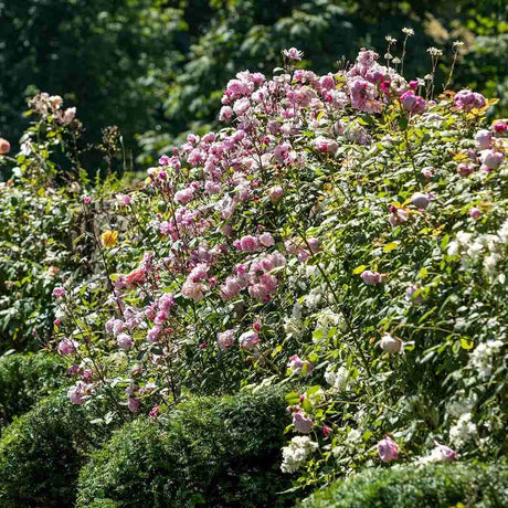 Trandafir englezesc catarator David Austin Mary Delany, flori roz cald, parfum intens, inflorire continua, pentru pergole, arcade, garduri vii