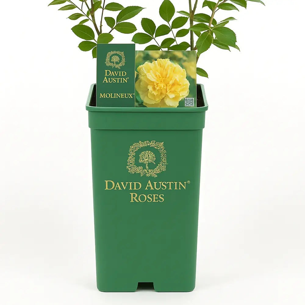 Trandafir englezesc David Austin Molineux, flori galben intens, parfum puternic, inflorire continua, tufa compacta gradina si ghiveci