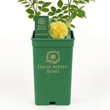 Trandafir englezesc David Austin Molineux, flori galben intens, parfum puternic, inflorire continua, tufa compacta gradina si ghiveci