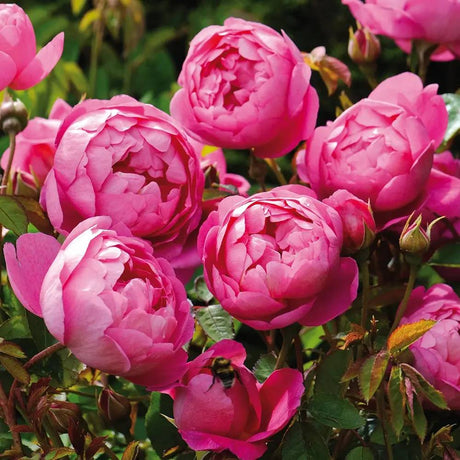 Trandafir englezesc David Austin Royal Jubilee, flori roz zmeuriu, parfum fructat, inflorire continua