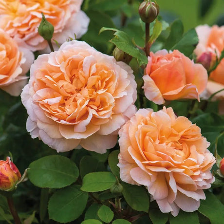 Trandafir englezesc David Austin, The Lady Gardener, flori portocaliu caise, parfum intens, inflorire continua, tufa viguroasa pentru gradina