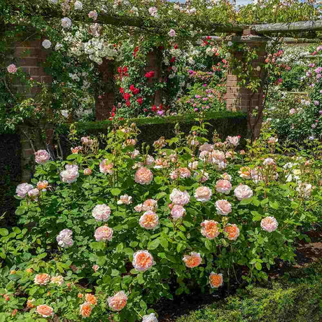 Trandafir englezesc David Austin, The Lady Gardener, flori portocaliu caise, parfum intens, inflorire continua, tufa viguroasa pentru gradina