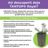Trandafir Catarator galben-auriu-roz Starlet Lizzy, cu inflorire repetata si multiplu premiat
