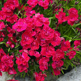 Garofita Tiiu (Dianthus), cu flori magenta intens parfumati