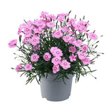 Garofita (Dianthus) Mountain Frost Pink Twinkle, planta perena cu flori roz, parfumata, rezistenta frig