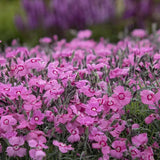 Garofita (Dianthus) Mountain Frost Pink Twinkle, planta perena cu flori roz, parfumata, rezistenta frig