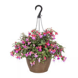 Fuchsia Dollar Princess, 30 cm, planta decorativa cu flori bicolore roz si violet, inflorire lunga si crestere curgatoare