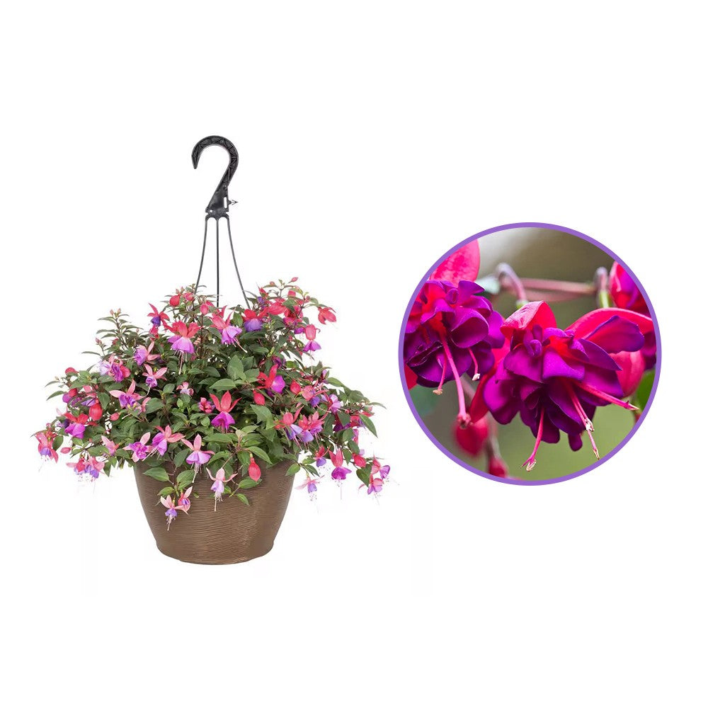 Fuchsia Dollar Princess, 30 cm, planta decorativa cu flori bicolore roz si violet, inflorire lunga si crestere curgatoare