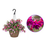 Fuchsia Dollar Princess, 30 cm, planta decorativa cu flori bicolore roz si violet, inflorire lunga si crestere curgatoare