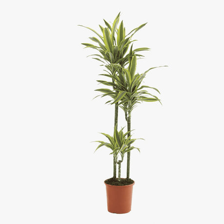 Trunchiul Fericirii (Dracena) Lemon Lime, 150 cm, 4 Tulpini, planta de apartament decorativa cu frunze verzi galbene