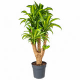 Boldogságfa (Dracaena) 'Massangeana' – 135 cm, többtörzsű trópusi dísznövény