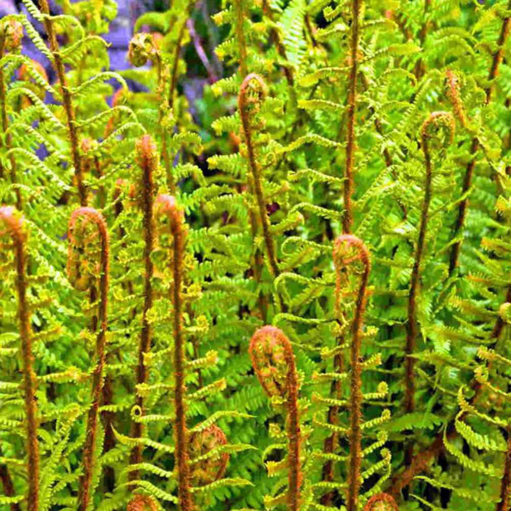 Királypáfrány (Dryopteris filix-mas) The King, nagy levelű, impozáns megjelenésű, árnyékkedvelő évelő növény