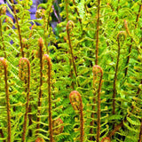 Királypáfrány (Dryopteris filix-mas) The King, nagy levelű, impozáns megjelenésű, árnyékkedvelő évelő növény