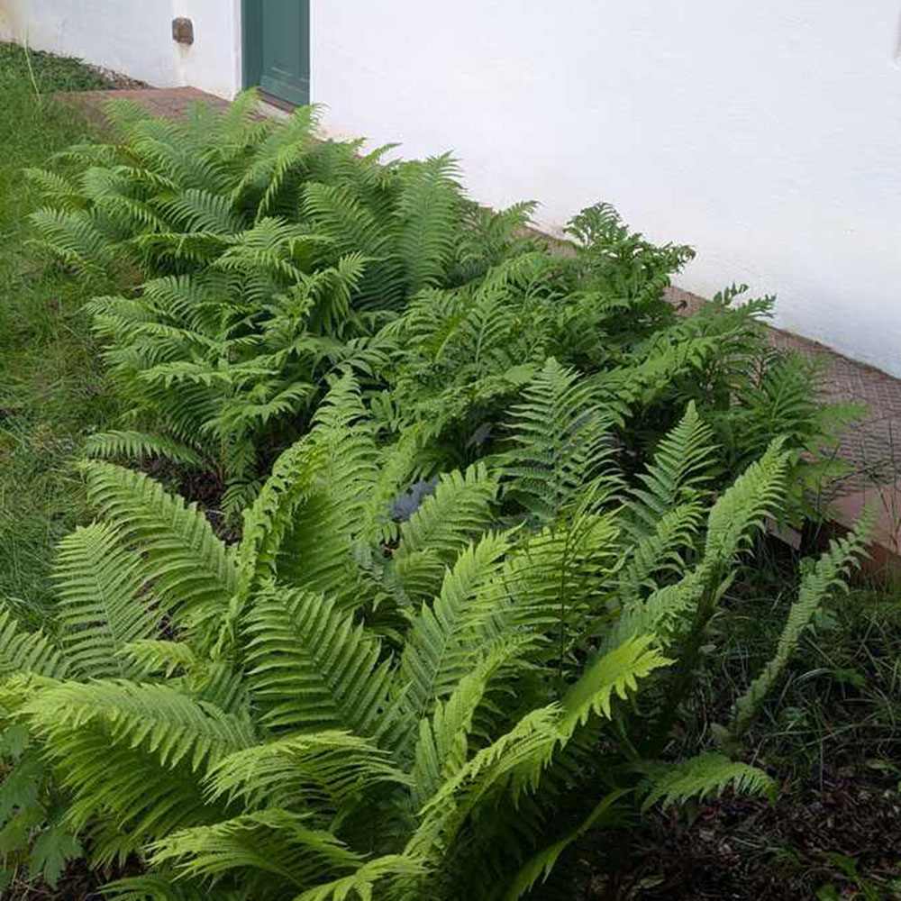 Királypáfrány (Dryopteris filix-mas) The King, nagy levelű, impozáns megjelenésű, árnyékkedvelő évelő növény